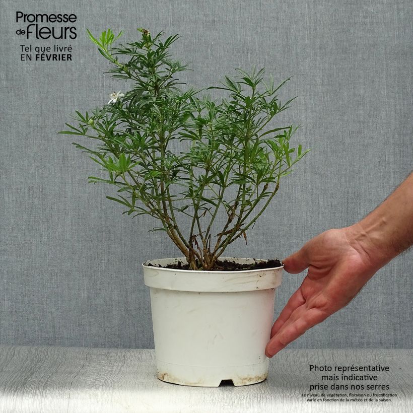 Spécimen de Choisya White Dazzler - Oranger du Mexique nain Pot de 2L/3L tel que livré en automne