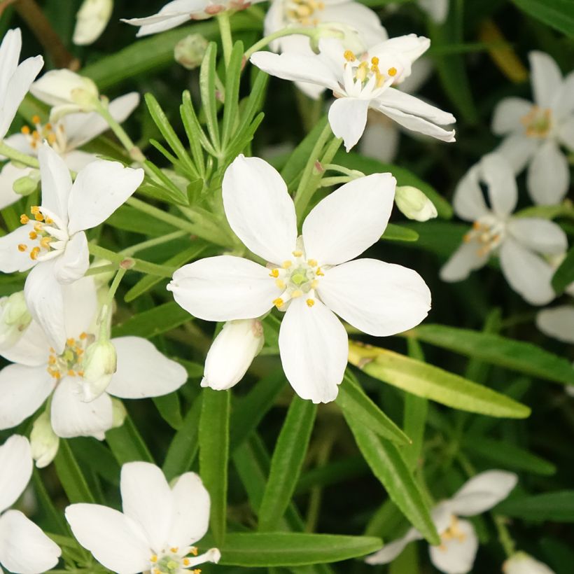 Choisya Aztec Pearl - Oranger du Mexique (Floraison)