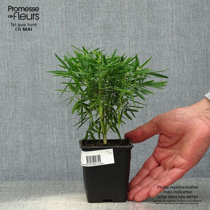 Spécimen de Choisya Little Bee - Oranger du Mexique Godet de 8/9 cm tel que livré au printemps