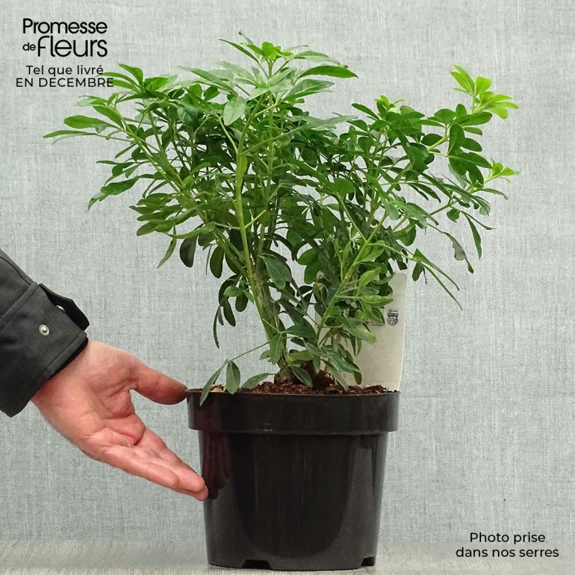 Spécimen de Choisya ternata - Oranger du Mexique Pot de 2L/3L tel que livré en hiver