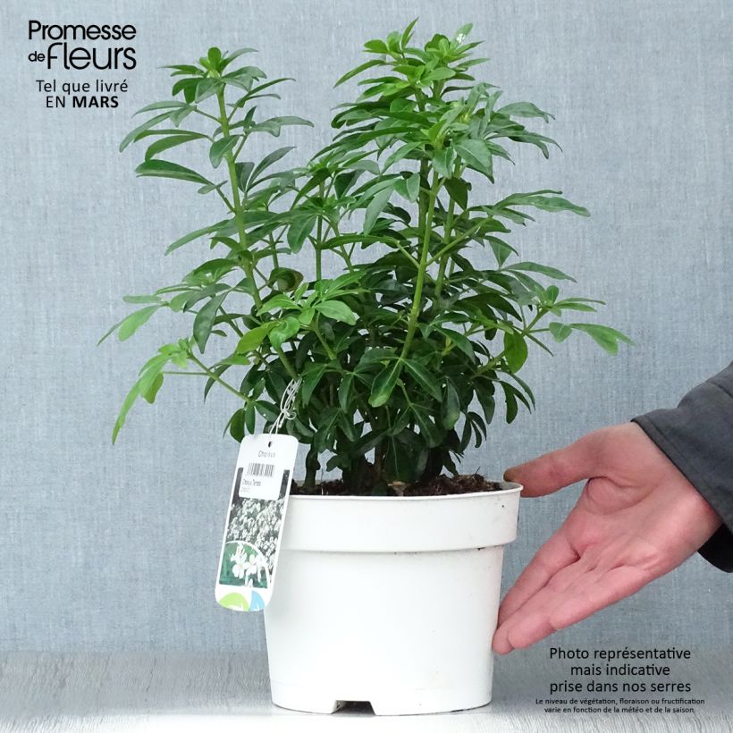 Spécimen de Choisya ternata - Oranger du Mexique Pot de 2L/3L tel que livré au printemps