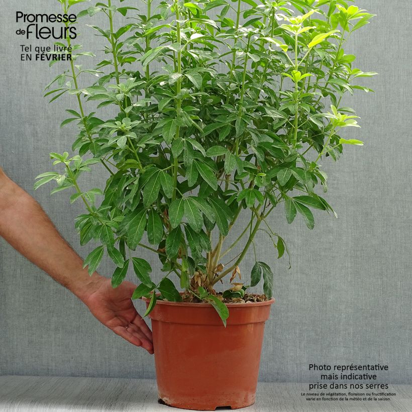 Spécimen de Choisya ternata Sundance - Oranger du Mexique Pot de 7,5L/10L tel que livré en automne