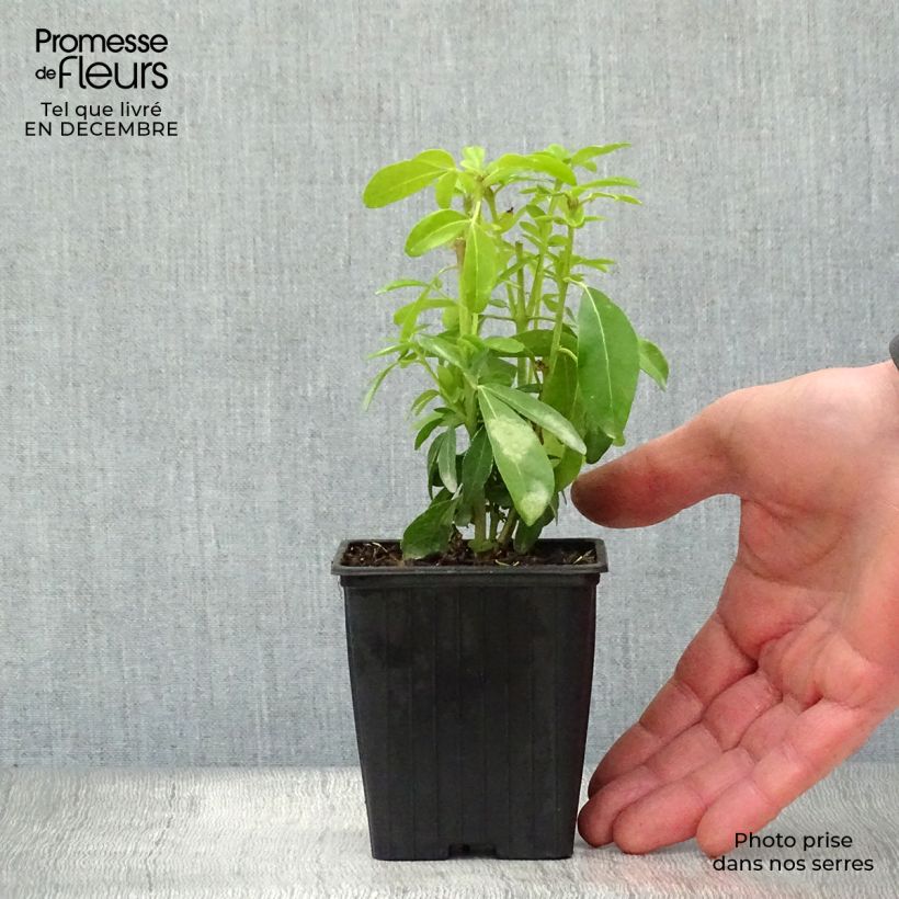 Spécimen de Choisya ternata - Oranger du Mexique Godet de 8/9 cm tel que livré en hiver