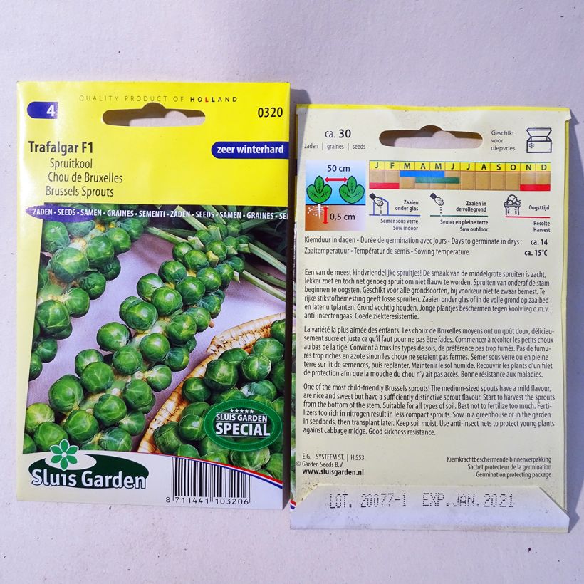 Exemple de spécimen de Chou de Bruxelles Trafalgar F1 le sachet de 30 graines tel que livré
