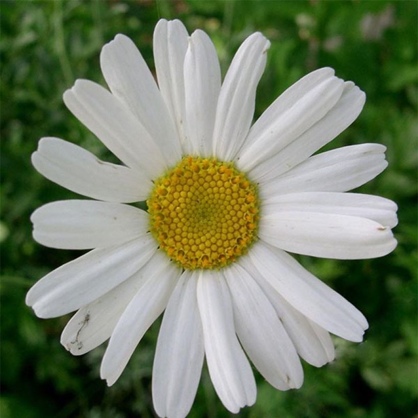 Chrysanthème cinerariifolium (Floraison)