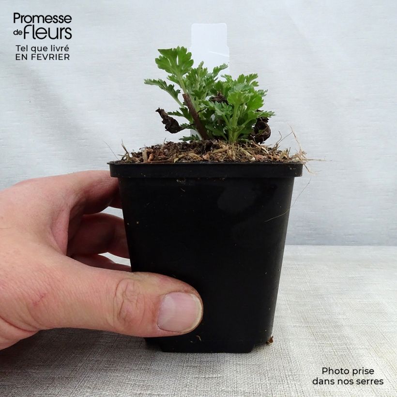 Spécimen de Chrysanthème des jardins Cedie Mason - Chrysanthemum (x) indicum Godet de 8/9 cm tel que livré en hiver