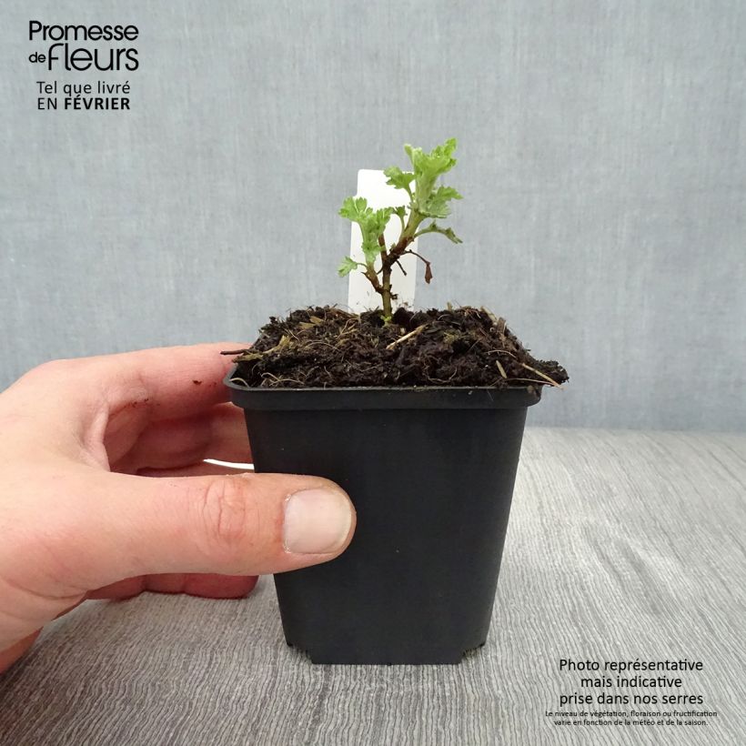 Spécimen de Chrysanthème des jardins Citronella - Chrysanthemum indicum Godet de 8/9 cm tel que livré en hiver