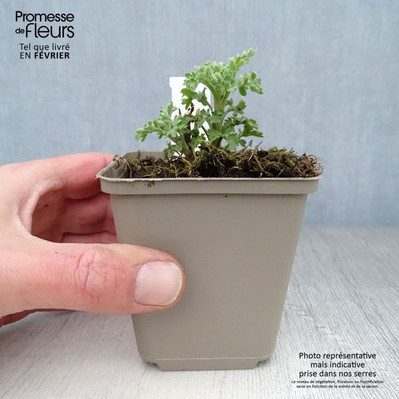 Spécimen de Chrysanthème des jardins Herbstbrokat - Chrysanthemum (x) indicum Godet de 8/9 cm tel que livré en hiver