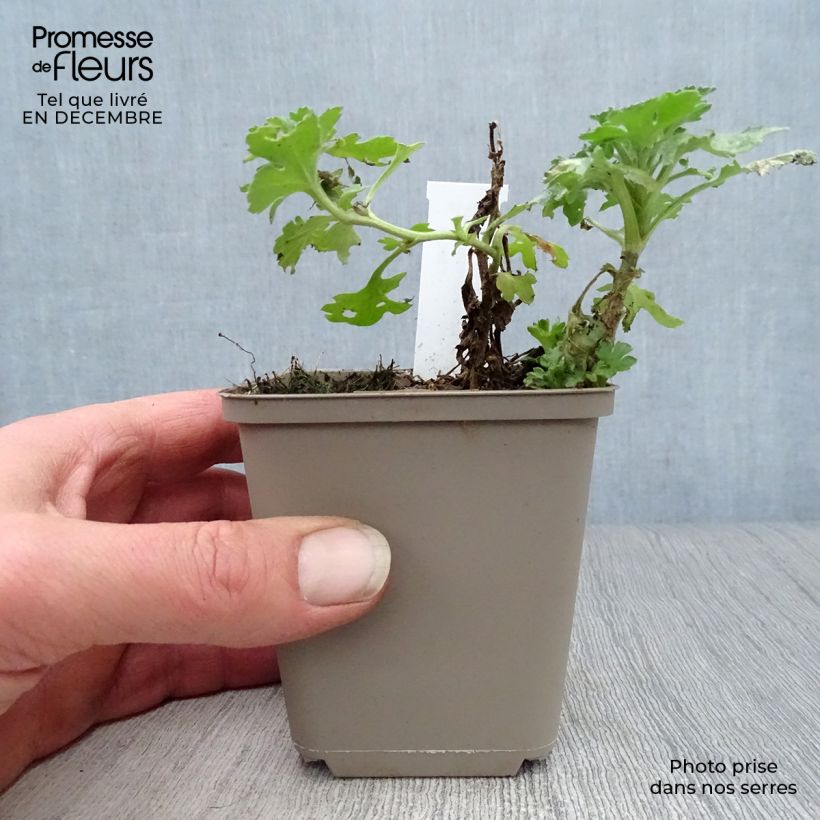 Spécimen de Chrysanthème des jardins Julia - Chrysanthemum (x) indicum Godet de 8/9 cm tel que livré en hiver