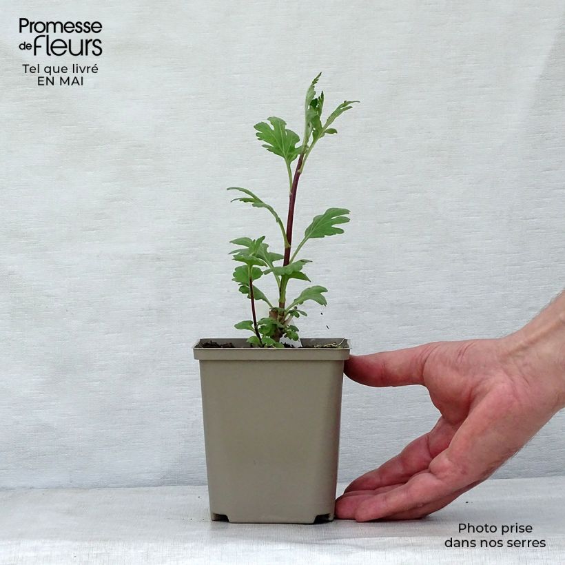 Spécimen de Chrysanthème indicum Brennpunkt  - Chrysanthème des jardins  Godet de 8/9 cm tel que livré au printemps