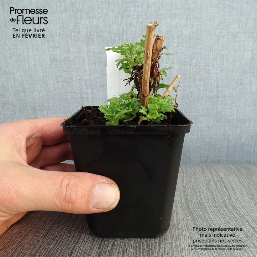 Spécimen de Chrysanthème indicum Brennpunkt  - Chrysanthème des jardins  Godet de 8/9 cm tel que livré en hiver