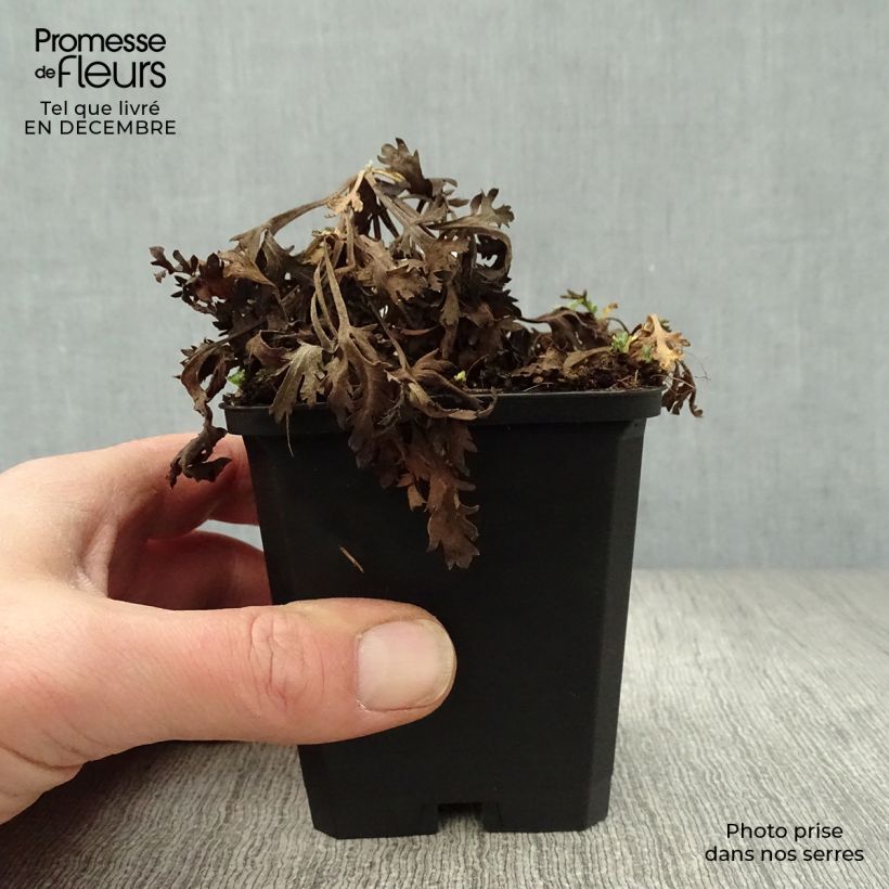 Spécimen de Chrysanthème rubellum Clara Curtis - Marguerite d'automne Godet de 8/9 cm tel que livré en hiver