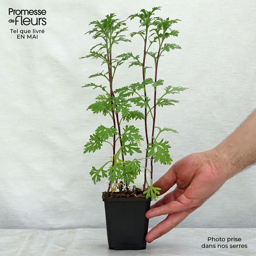 Chrysanthemum rubellum Clara Curtis - Crisantemo Vasetto da 8/9 cm esemplare consegnato in primavera