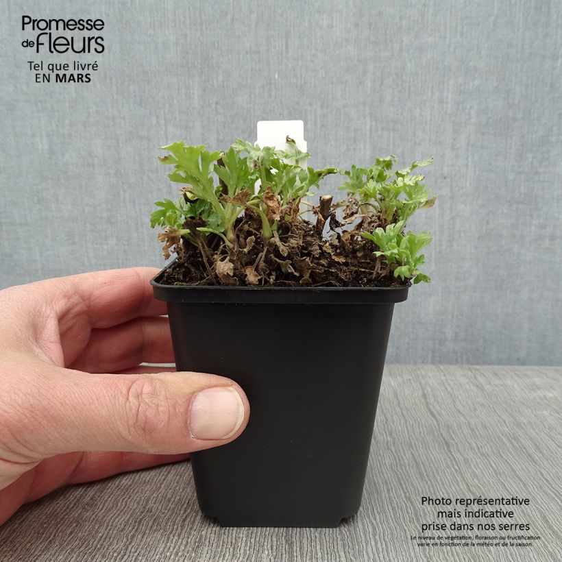 Spécimen de Chrysanthème rubellum Dernier Soleil - Marguerite d'automne. Godet de 8/9 cm tel que livré en hiver