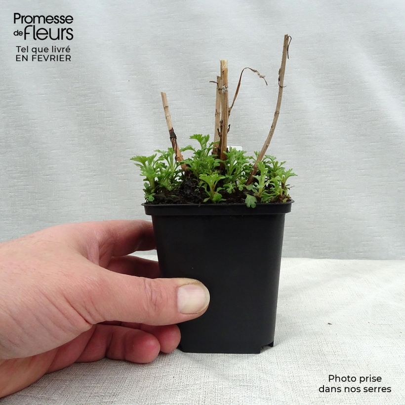 Spécimen de Chrysanthème rubellum Duchess of Edinburgh - Marguerite d'automne Godet de 8/9 cm tel que livré en hiver