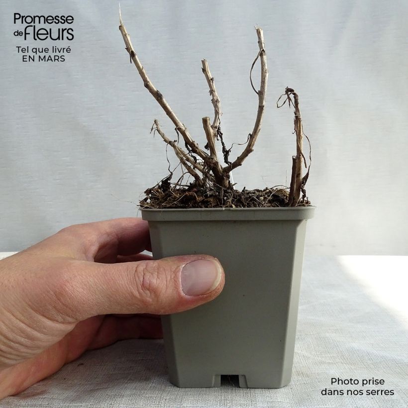 Spécimen de Chrysanthème rubellum Mary Stoker - Marguerite d'automne Godet de 8/9 cm tel que livré en hiver