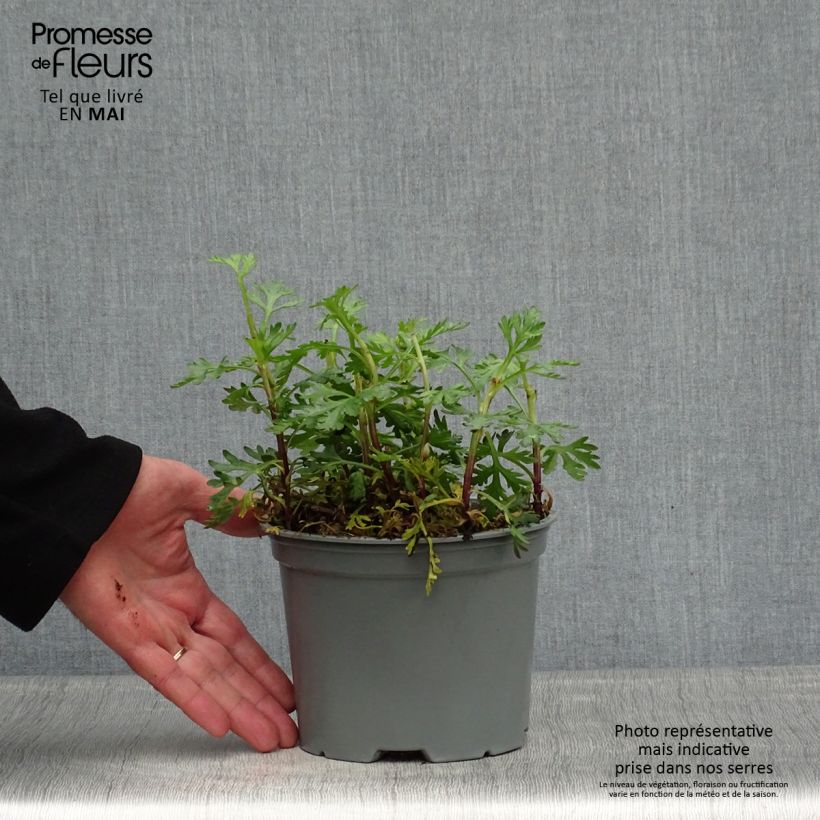 Chrysanthemum rubellum Clara Curtis - Crisantemo Vaso da 2L/3L esemplare consegnato in primavera