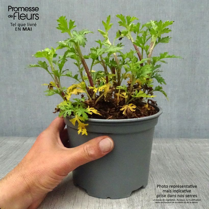 Spécimen de Chrysanthème rubellum Dernier Soleil - Marguerite d'automne. Pot de 2L/3L tel que livré au printemps