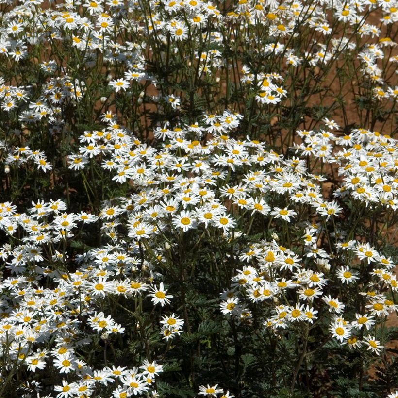 Chrysanthemum Tanacetum corymbosum (Port)