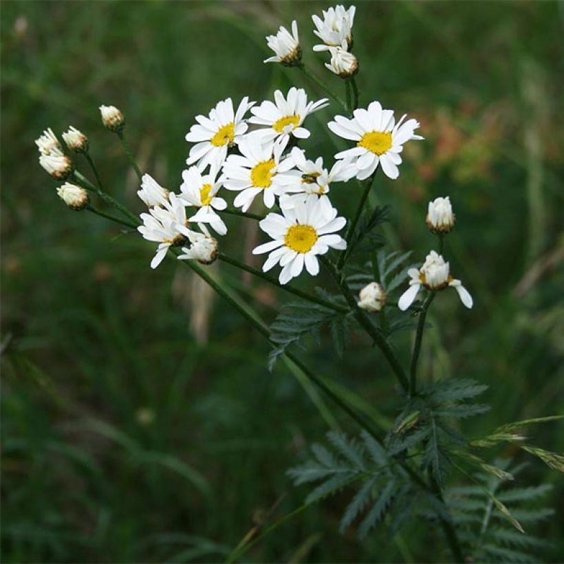 Tanacetum corymbosum (Hábito)