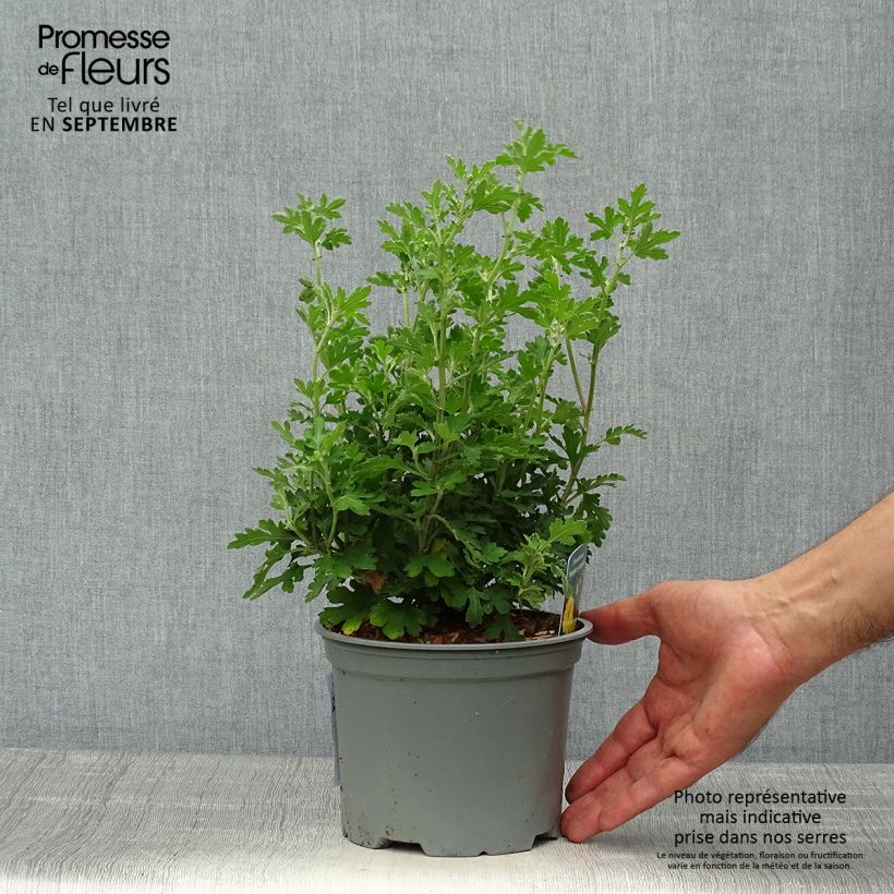 Spécimen de Chrysanthème des jardins Nantyderry Sunshine - Chrysanthemum Pot de 2L/3L tel que livré en automne