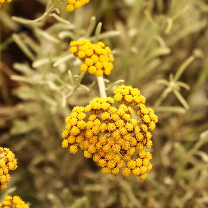 Chrysocephalum apiculatum Korma - Immortelle  (Floraison)