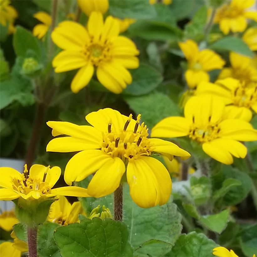 Chrysogonum virginianum André Viette (Floraison)