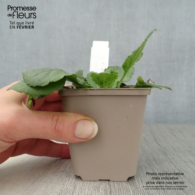 Spécimen de Chrysogonum virginianum André Viette Godet de 8/9 cm tel que livré en hiver