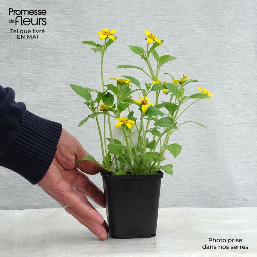 Spécimen de Chrysogonum virginianum - Genou doré Godet de 8/9 cm tel que livré au printemps