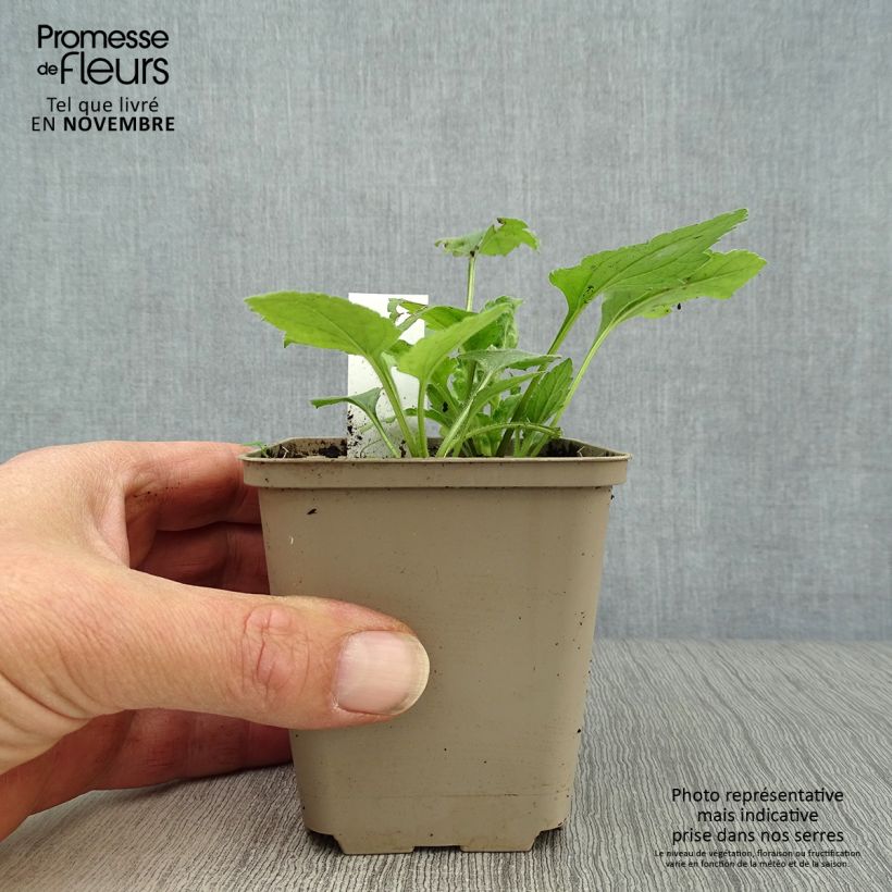 Spécimen de Chrysogonum virginianum - Genou doré Godet de 8/9 cm tel que livré en automne