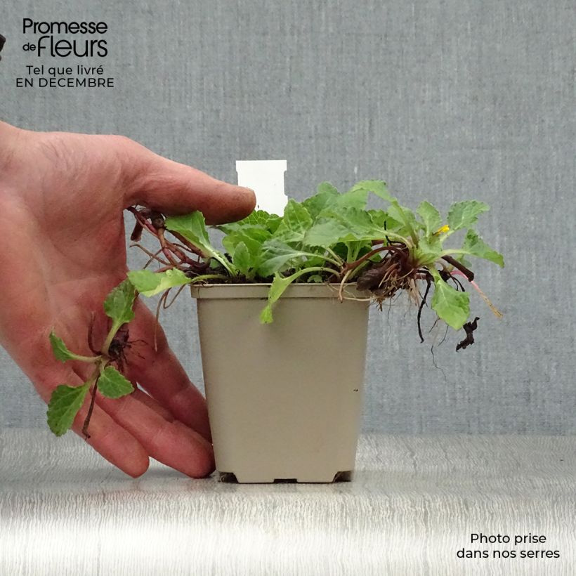 Spécimen de Chrysogonum virginianum - Genou doré Godet de 8/9 cm tel que livré en hiver