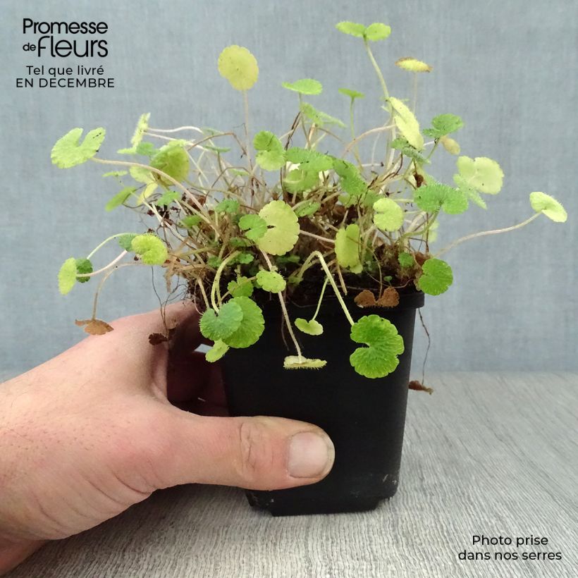 Spécimen de Chrysosplenium alternifolium - Dorine à feuilles alternes, Cresson doré, Cresson de rocher Godet de 7/8 cm tel que livré en hiver