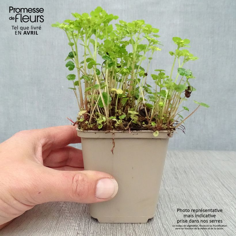 Spécimen de Chrysosplenium alternifolium - Dorine à feuilles alternes, Cresson doré, Cresson de rocher Godet de 7/8 cm tel que livré au printemps
