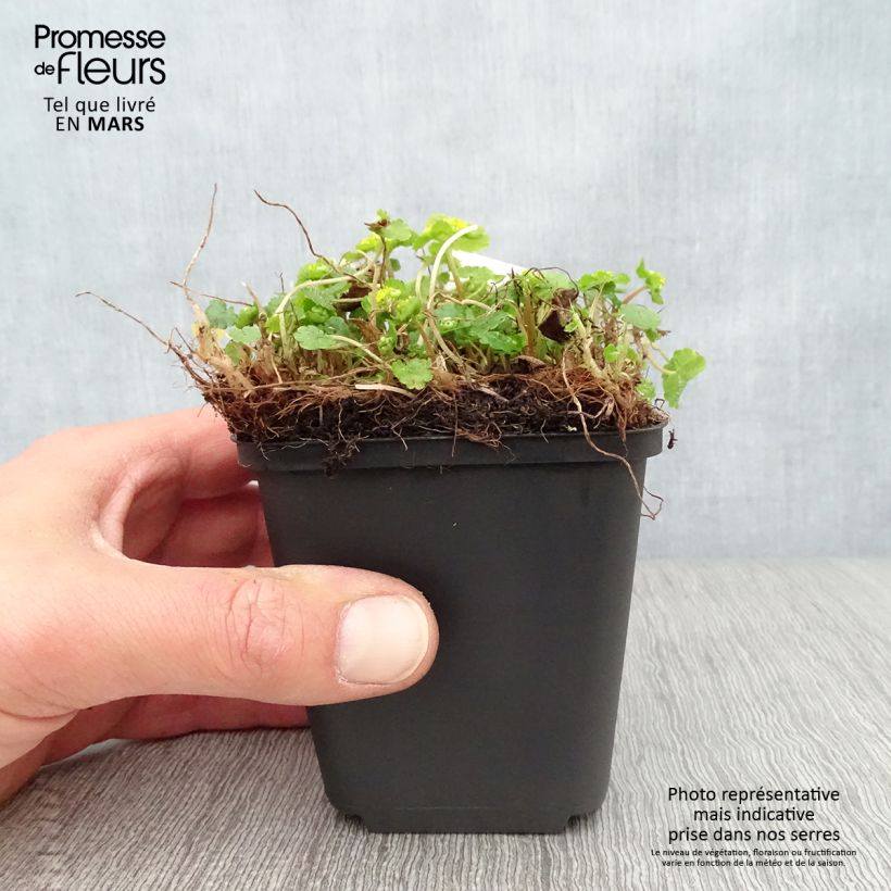 Amostra de Chrysosplenium davidianum Vaso de 8/9 cm tal como entregue na primavera