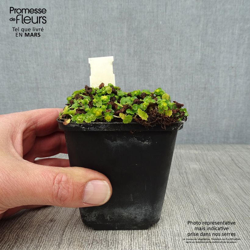 Spécimen de Chrysosplenium davidianum - Dorine Godet de 8/9 cm tel que livré en hiver
