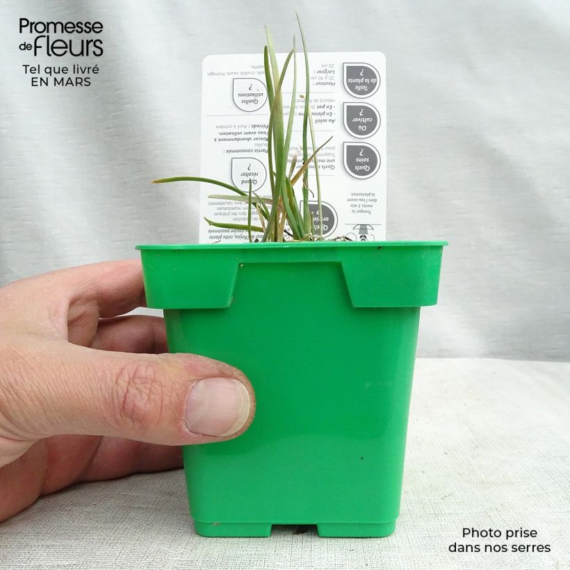 Spécimen de Ciboulail - Ciboule de Chine en plants Pot de 10 cm/11cm tel que livré en hiver