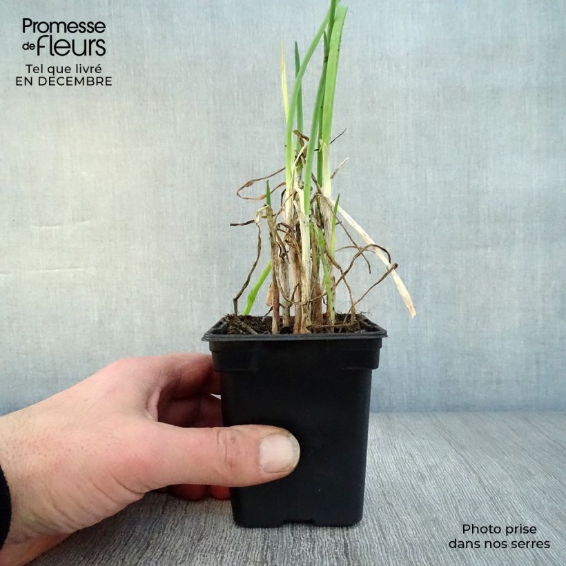 Spécimen de Ciboule - Civette BIO Godet de 7/8 cm tel que livré en hiver