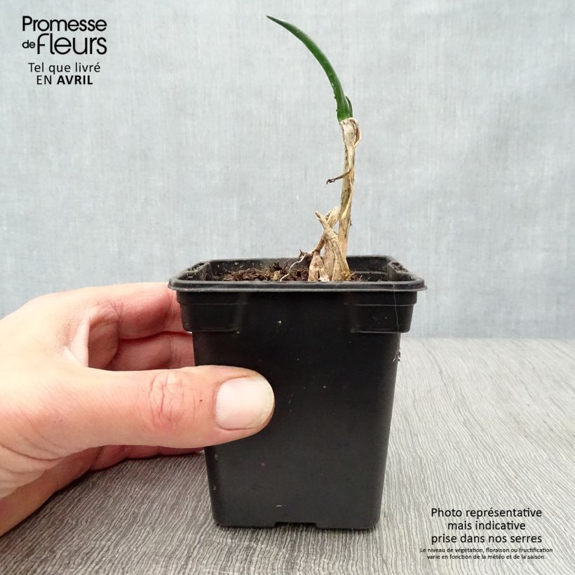 Spécimen de Ciboule - Civette BIO Godet de 7/8 cm tel que livré au printemps