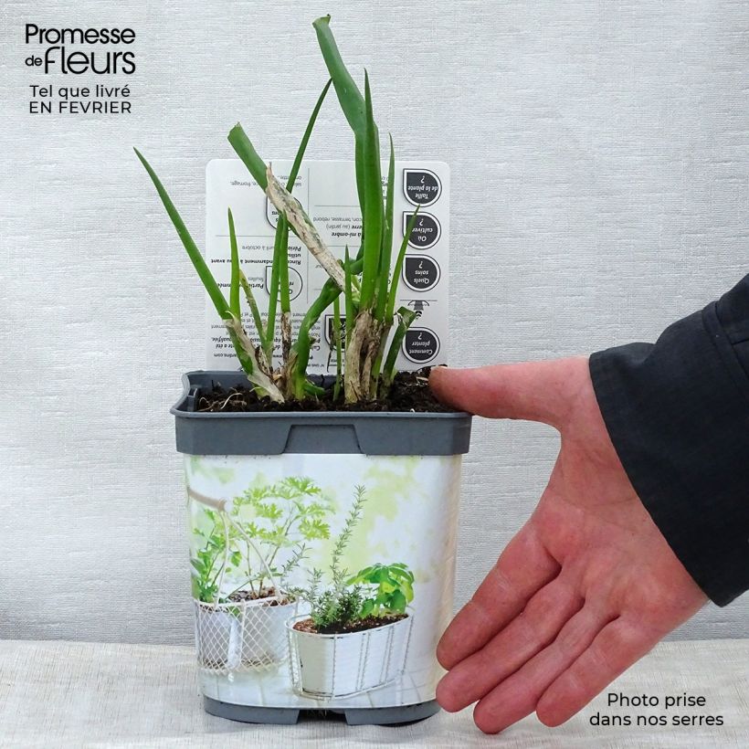 Spécimen de Ciboule - Civette BIO Pot de 1L/1,5L tel que livré en hiver