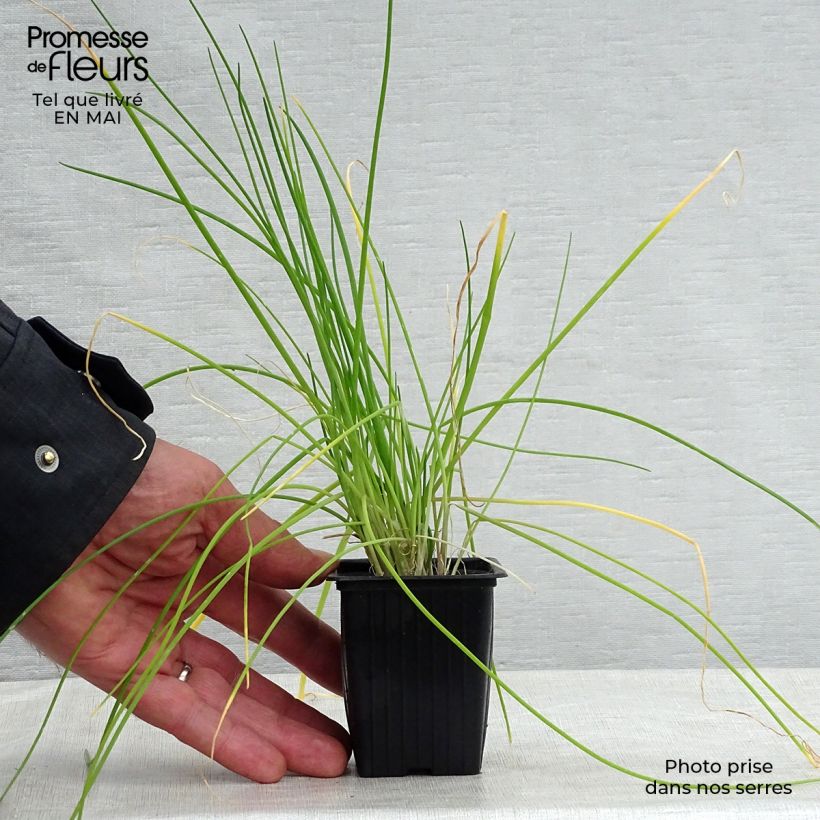 Spécimen de Ciboulette - Civette Godet de 8/9 cm tel que livré au printemps