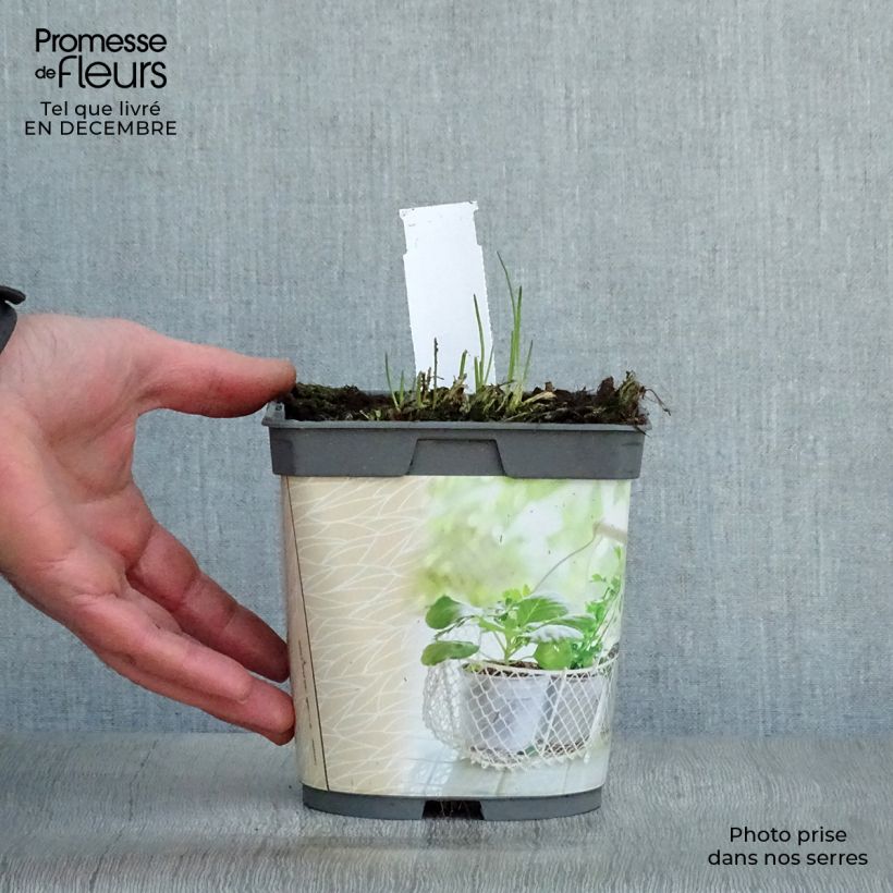 Spécimen de Ciboulette - Civette en plant BIO Pot de 2L/3L tel que livré en hiver