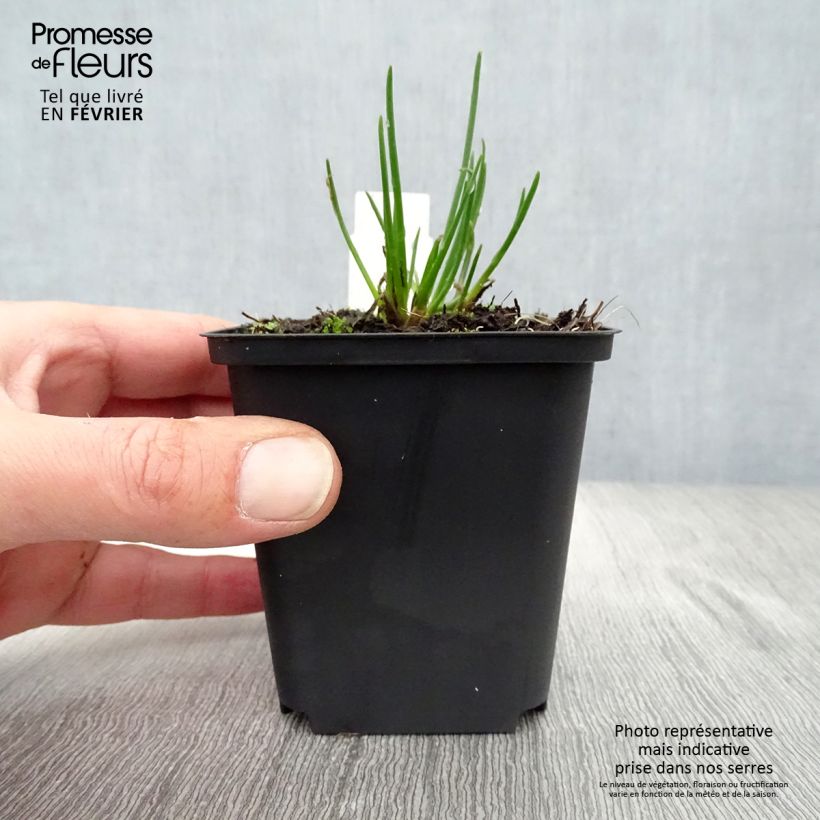 Spécimen de Ciboulette Rising Star - Allium schoenoprasum Godet de 8/9 cm tel que livré en hiver