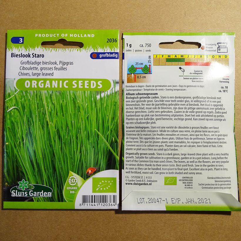 Exemple de spécimen de Ciboulette Staro à grosses feuilles Bio le sachet de 750 graines (1g) tel que livré