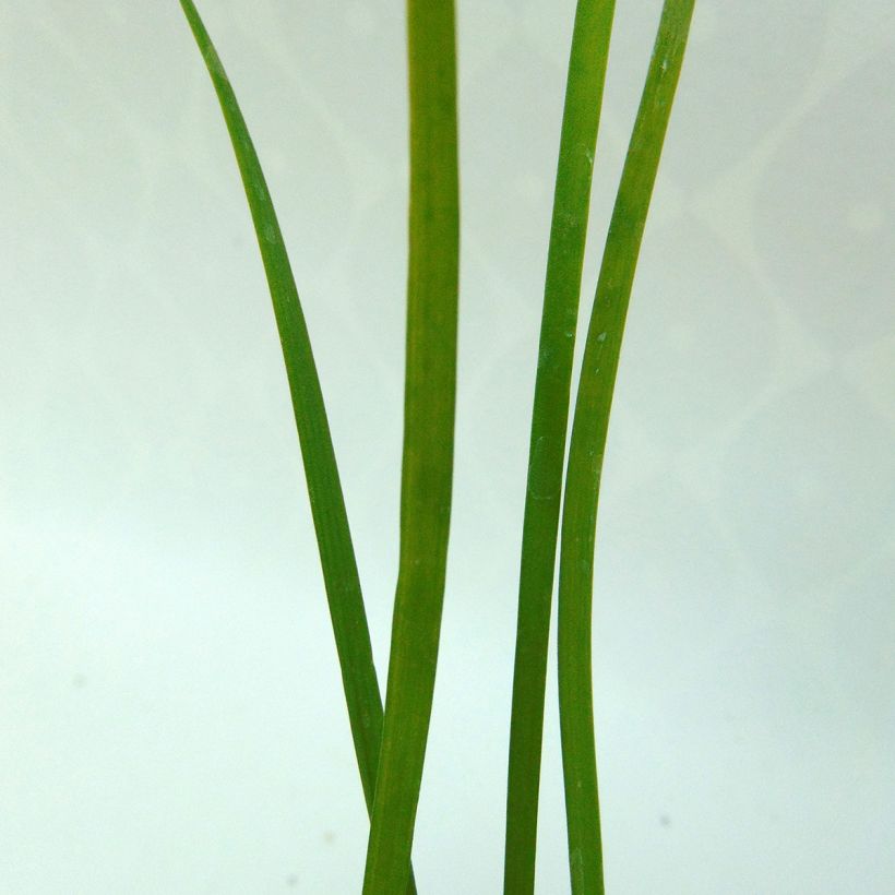 Ciboulette de Chine - Allium tuberosum (Feuillage)
