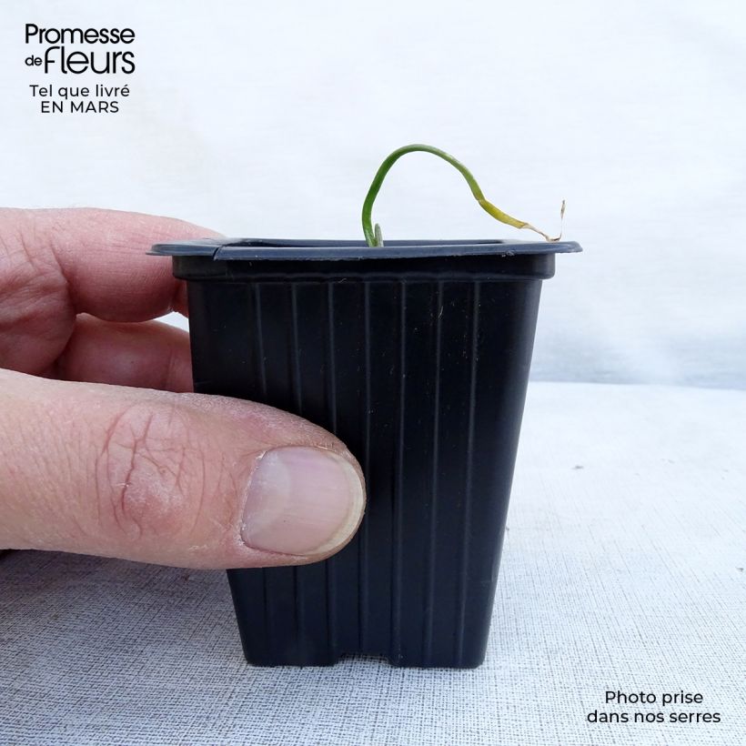 Spécimen de Ciboulette de Chine - Allium tuberosum Godet de 7/8 cm tel que livré au printemps