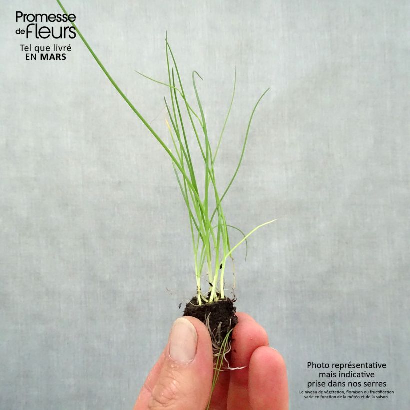 Spécimen de Ciboulette fine en plants Mini-motte Ø 3/4 cm, Livré en hauteur de 5 à 10 cm tel que livré au printemps