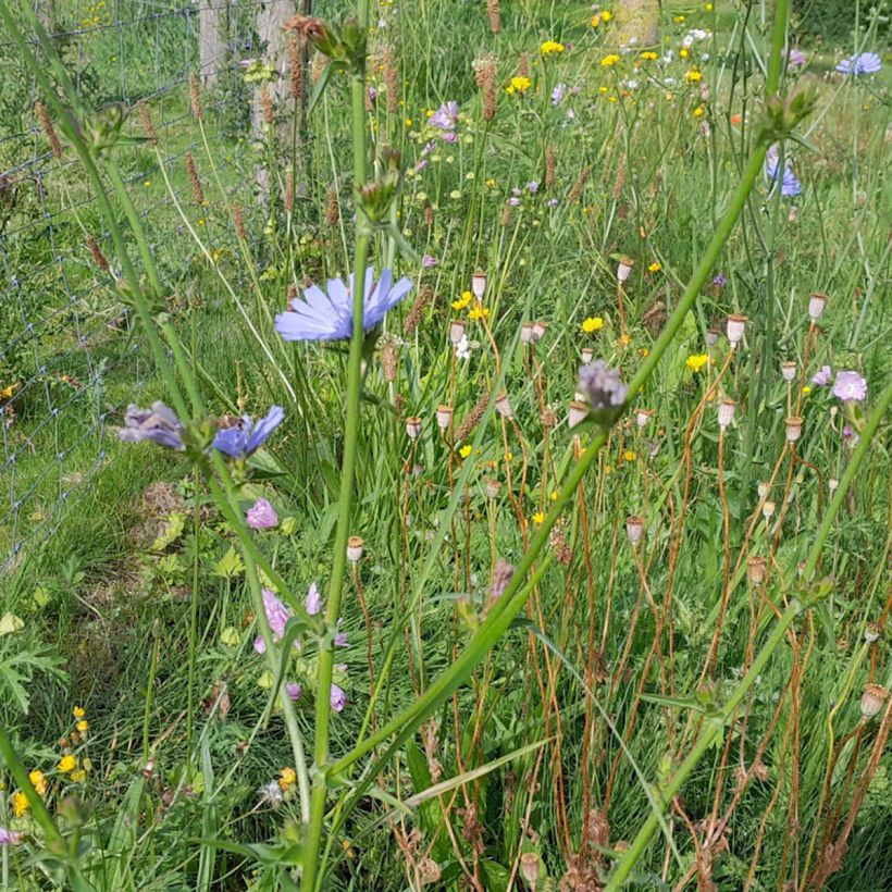 Cichorium intybus - Chicorée sauvage (Port)