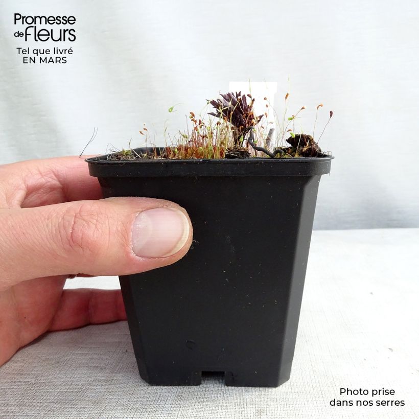 Spécimen de Cierge d'argent, Cimicifuga, Actaea simplex Brunette Godet de 8/9 cm tel que livré en hiver