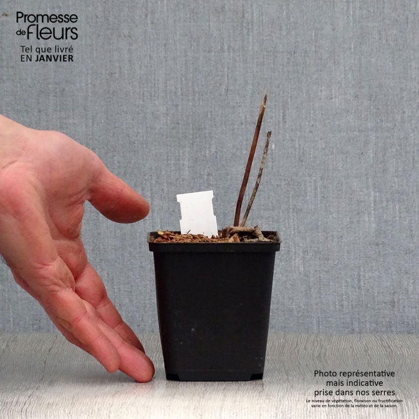 Spécimen de Cierge d'argent - Cimicifuga ou Actaea biternata Godet de 8/9 cm tel que livré en hiver
