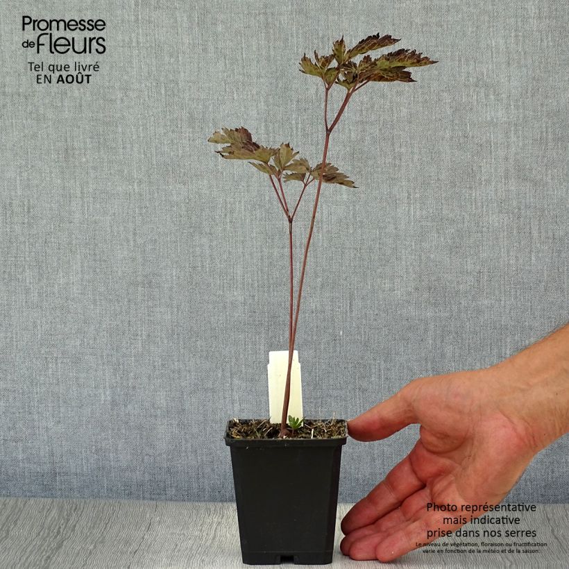 Spécimen de Cierge d'argent, Cimicifuga, Actaea simplex Brunette Godet de 8/9 cm tel que livré en été